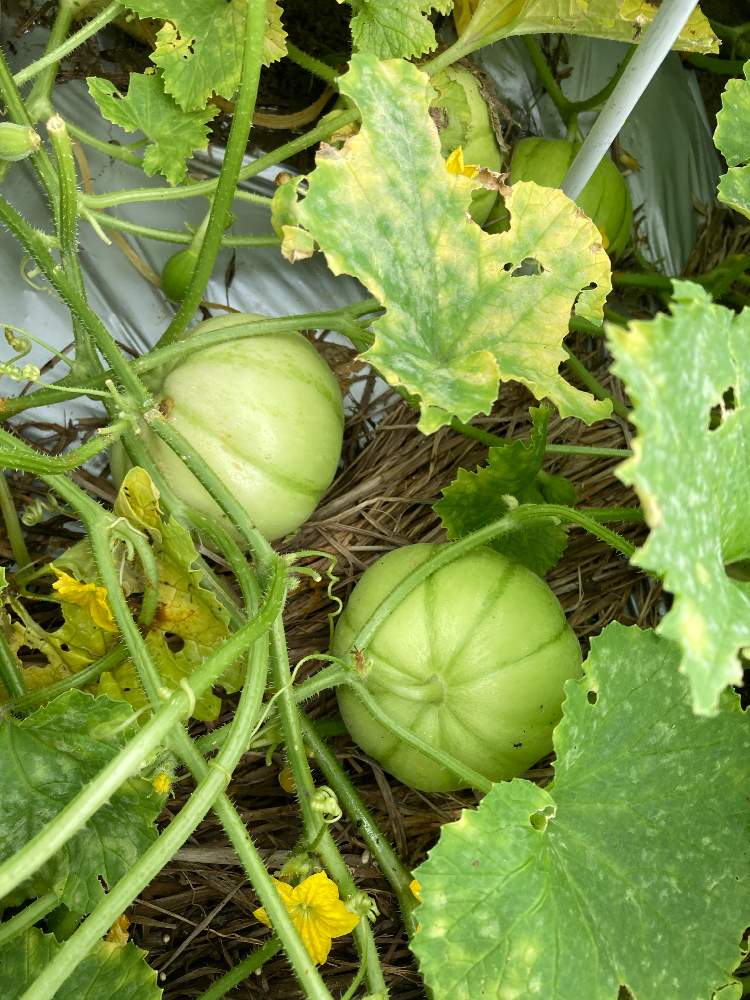菊メロン マクワウリ の投稿画像 By Dp106さん 家庭菜園 月7月11日 Greensnap グリーンスナップ