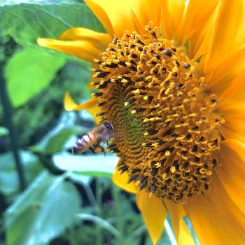 大きな向日葵の画像 by あやさん | 小さな庭と向日葵と向日葵⭐と大きな向日葵とPWフォトコン2020
