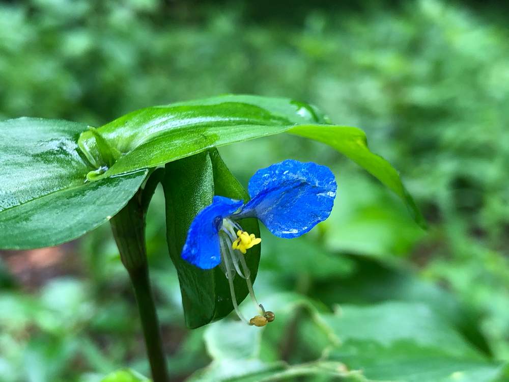 春過ぎて 夏来にけらし野の草を 食してみようじゃないですか Greensnap グリーンスナップ