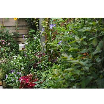 いつもの箱庭（メインの花壇*）の画像 by 我楽多さん | 小さな庭といつもの箱庭（ビフォー）とOLY 40-150mm F2.8 ProとOM-D E-M1Ⅱといつもの箱庭（メインの花壇*）と七月の箱庭