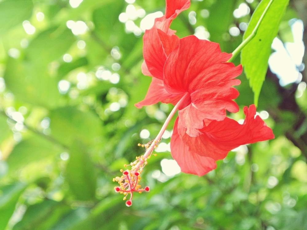 ハイビスカスの投稿画像 By Fuuさん 赤い花と沖縄と今日のお花 月7月11日 Greensnap グリーンスナップ