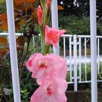 グラジオラスの画像