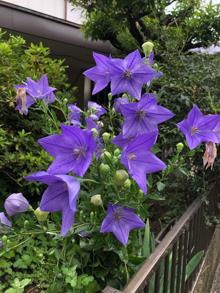 桔梗の投稿画像 By たなたなさん 紫の花と季節の花と梅雨の晴れ間と雨の合間に 月7月12日 Greensnap グリーンスナップ