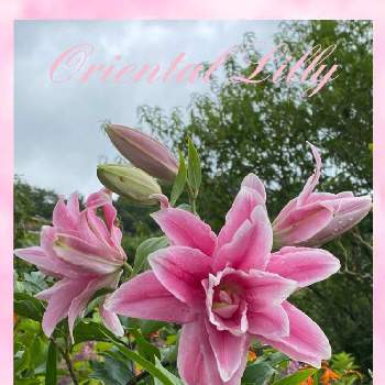 美しい花園の画像 by ひみつのアッコちゃんさん | オリエンタルリリー　イザベラと我が家の花畑と大きな花と上品な花と美しい花と美しい花園と大好きな花と花のある暮らし