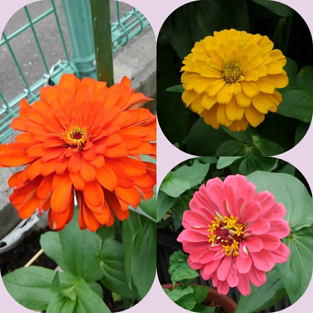 花のある暮らしの投稿画像 By Yしのぶさん ジニア百日草と元気なお花と花で癒され 月7月12日 Greensnap グリーンスナップ