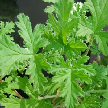 ローズゼラニウム 蚊除けの投稿画像一覧 Greensnap グリーンスナップ