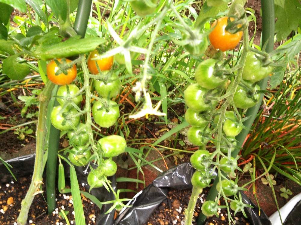 スーパーのミニトマトの種からの栽培記録 ５ 7月21日 火 追記 Greensnap グリーンスナップ