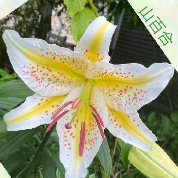 上品な花の投稿画像一覧 Greensnap グリーンスナップ 上品な花の投稿画像一覧 Greensnap グリーンスナップ