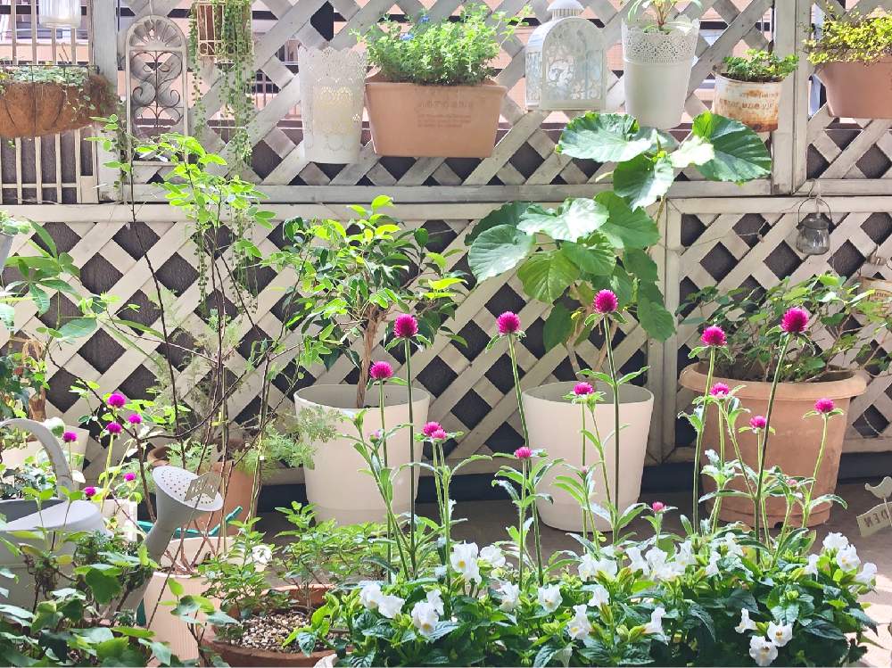 ベランダガーデニングの投稿画像 By Onpuさん 狭いベランダとベランダガーデンと花のある暮らしとマンション 月7月12日 Greensnap グリーンスナップ