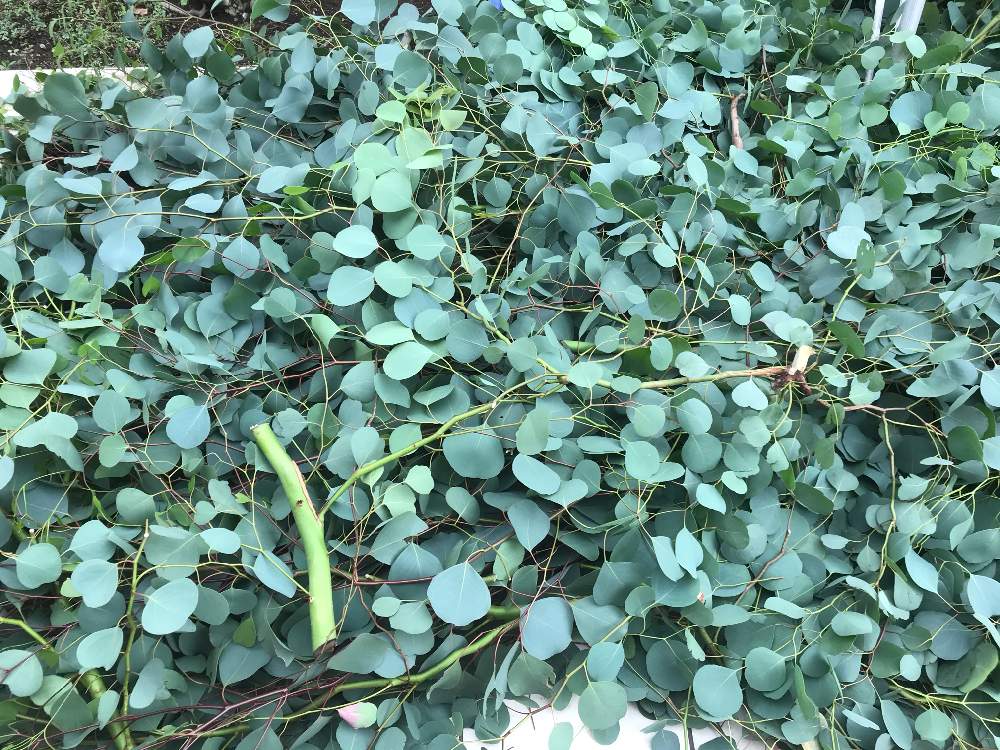 ユーカリ ポポラスの投稿画像 By つきあめ さん 小さな庭と葉っぱと台風対策とユーカリ とおうち園芸と葉っぱと台風対策とユーカリ とおうち園芸 月7月12日 Greensnap グリーンスナップ Greensnap グリーンスナップ