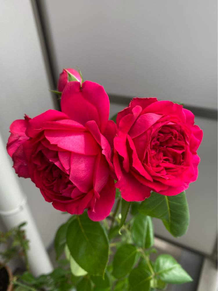 ルージュ ピエール ド ロンサールの投稿画像 By Mayuka さん ルージュピエールドゥロンサールとベランダガーデナーと薔薇 と薔薇愛同盟とteamほほえみといつもありがとう とコロナウイルスの終息を願う とこんな時こそ花をとgsのみなさんに感謝 とおうち園芸と