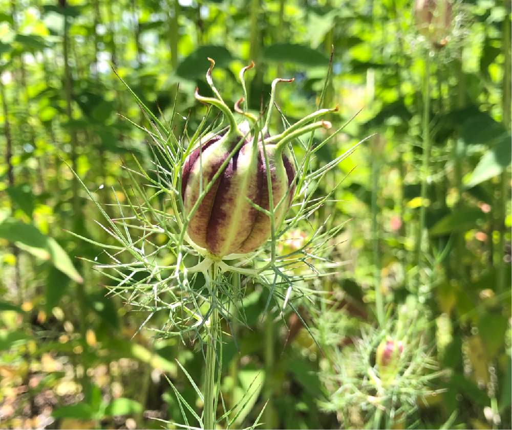 ニゲラの実の投稿画像 By むらさきさん お出かけ先とクロタネソウ とキンポウゲ科と可愛いと癒し とぷっくりとクロタネソウ とキンポウゲ科と可愛いと癒し とぷっくり 月7月12日 Greensnap グリーンスナップ Greensnap グリーンスナップ