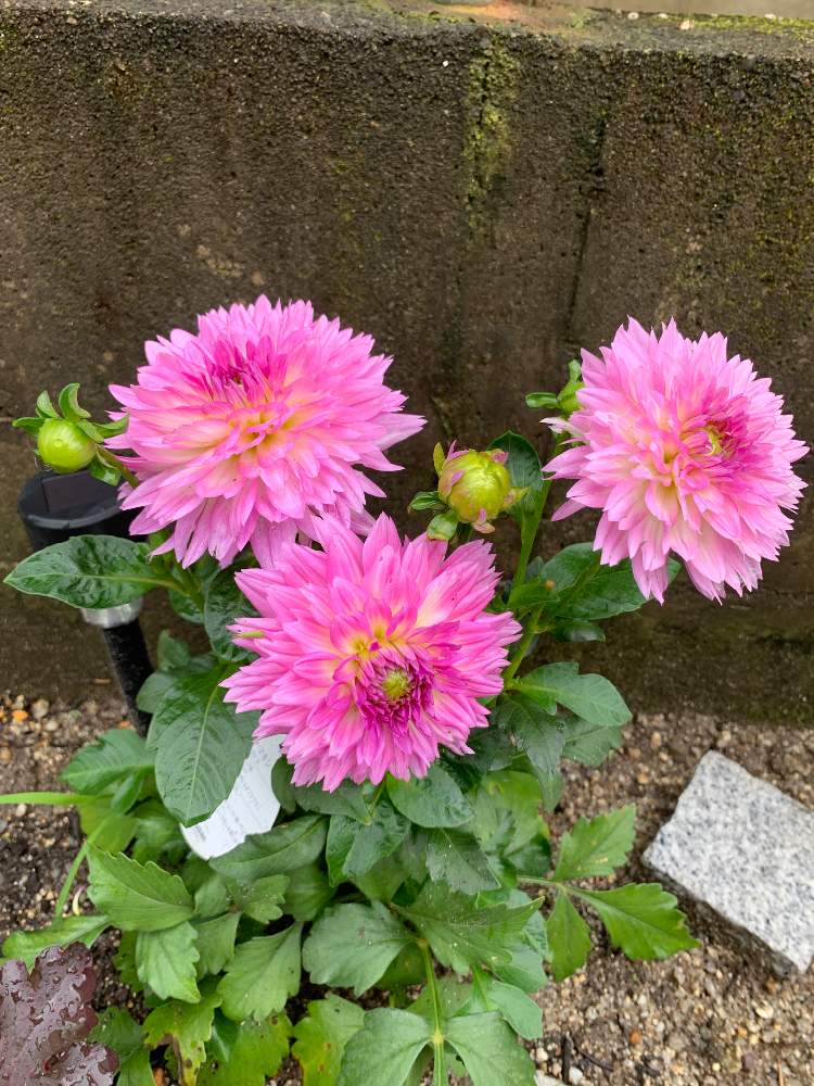 ダリアの投稿画像 By ヨウコさん ダリア マキシと庭作りと今日のお花 月7月12日 Greensnap グリーンスナップ