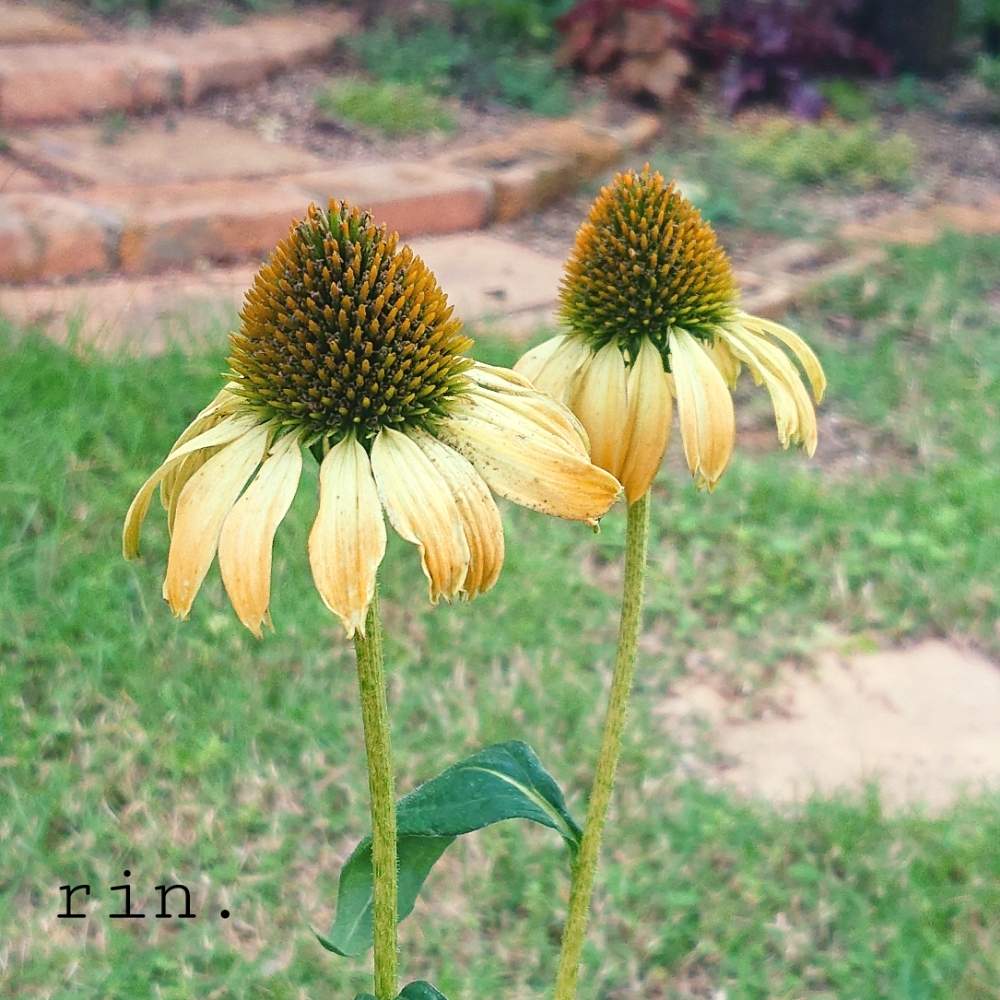 エキナセアの投稿画像 By りん さん エキナセア ゴールデンスキッパーと花のある暮らしとおうち園芸 月7月12日 Greensnap グリーンスナップ