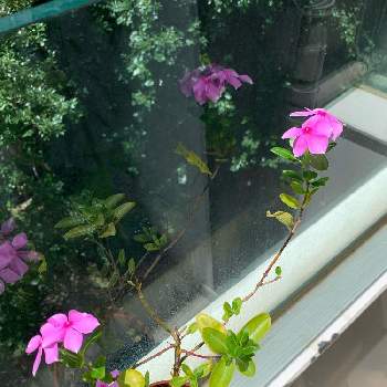 一年中咲く花の投稿画像一覧 Greensnap グリーンスナップ