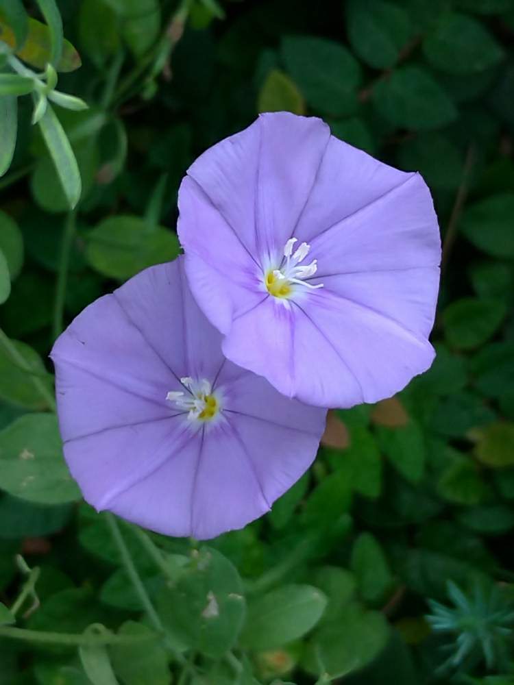 コンボルブルスの投稿画像 By ドロップさん 青紫色の花とヒルガオ科とコンボルブルス と花のある暮らしとお出かけ先にてと青い花マニア 月7月12日 Greensnap グリーンスナップ
