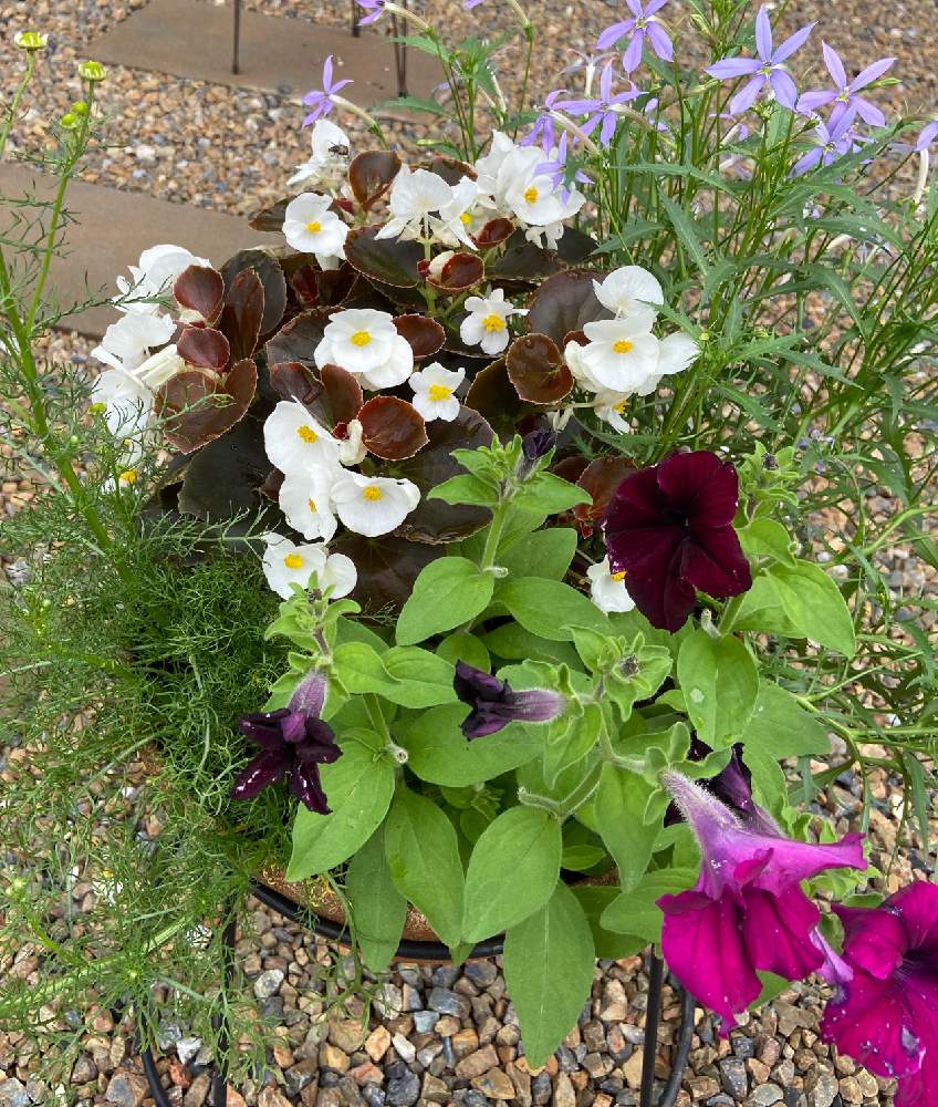 イソトマの投稿画像 By Angelaさん ベゴニアとペチュニアとジャーマンカモミール 月7月12日 Greensnap グリーンスナップ