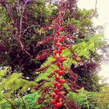 皇帝アナナスの投稿画像一覧 Greensnap グリーンスナップ