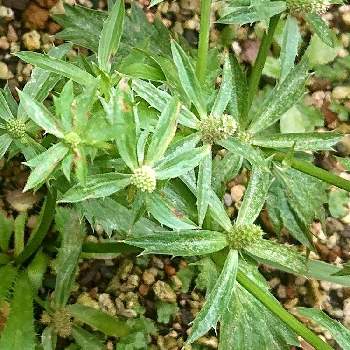 ノコギリパクチーの投稿画像一覧 Greensnap グリーンスナップ