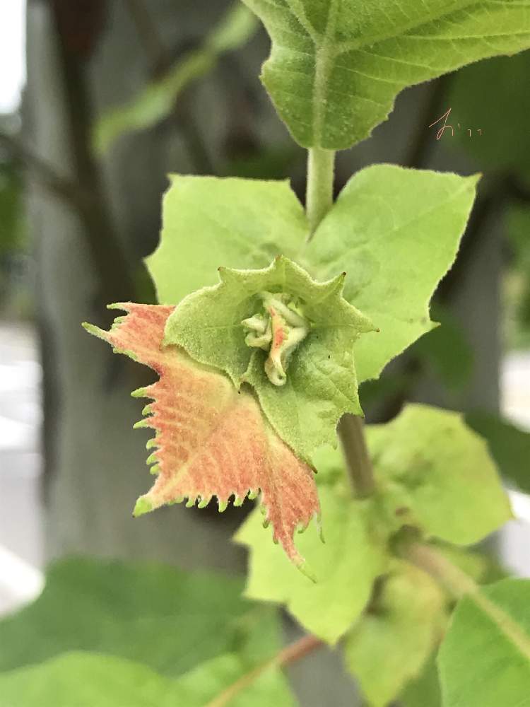 プラタナスの投稿画像 By おててさん 花のある暮らしとスズカケノキ科と雌雄異花と雌雄同株と落葉高木 月7月12日 Greensnap グリーンスナップ