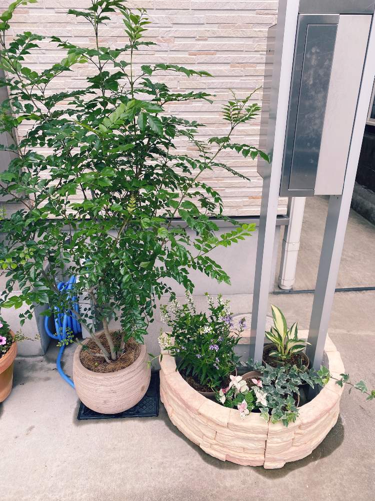 アンゲロニアの投稿画像 By あおさん ギボウシとシマトネリコとヘデラとハツユキカヅラと初心者とポスト下と庭なしコンクリートと花壇ブロック 月7月12日 Greensnap グリーンスナップ