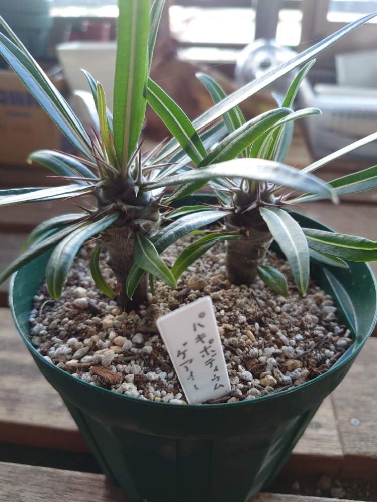 言われたからやってみた 何事にも初めてはあるさ Greensnap グリーンスナップ