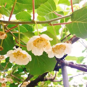 果物の花の投稿画像一覧 Greensnap グリーンスナップ