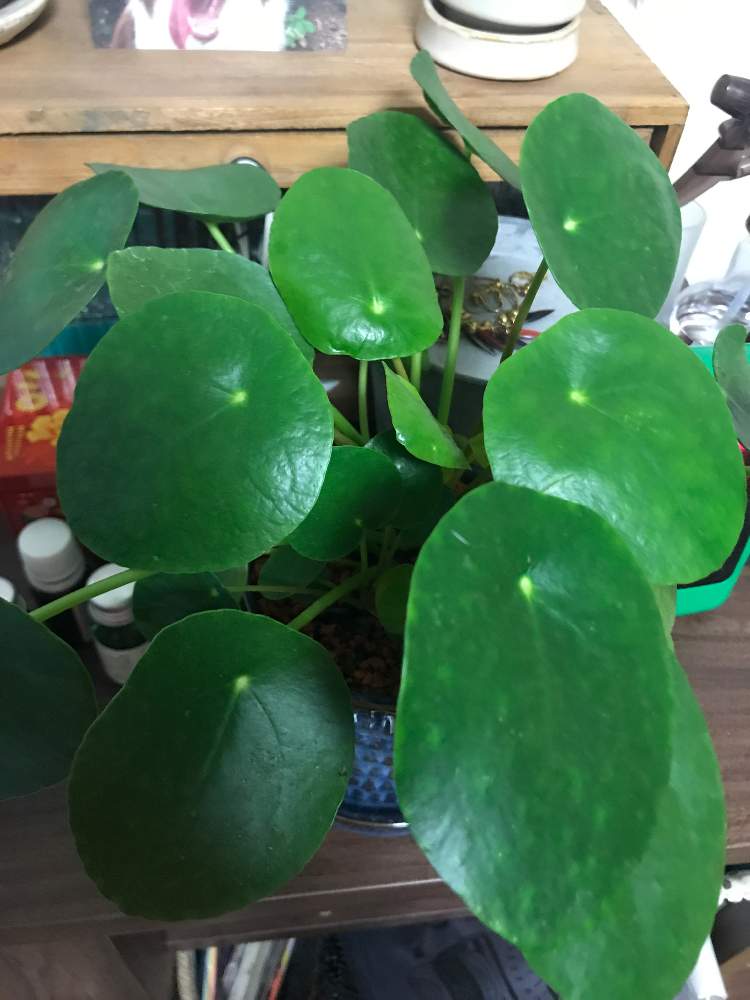 まなまなさんの投稿画像 月7月12日 Greensnap グリーンスナップ