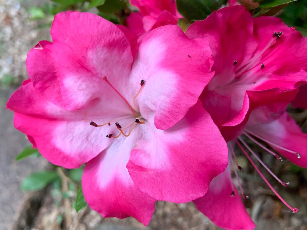 アザレアの投稿画像 By Nakkyさん ツツジといつも いいね ありがとうございます と植物のある暮らしといつまでも初心者とピンク ピンクと緑のある暮らしと いいね ありがとうとピンク色の花と花のある暮らしと加工なしとiphone撮影 月7月12日