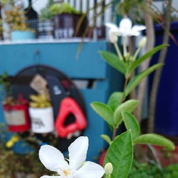 癒しスペースの画像 by みっこぉ♬*゜さん | 小さな庭とセイロンライティアとガーデニング雑貨と癒しスペースとおうち園芸とガーデニングＤＩＹ