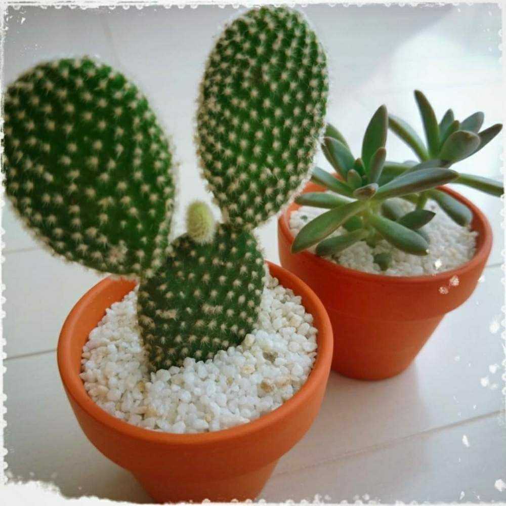 さぼ太郎アルバム｜🍀GreenSnap（グリーンスナップ）