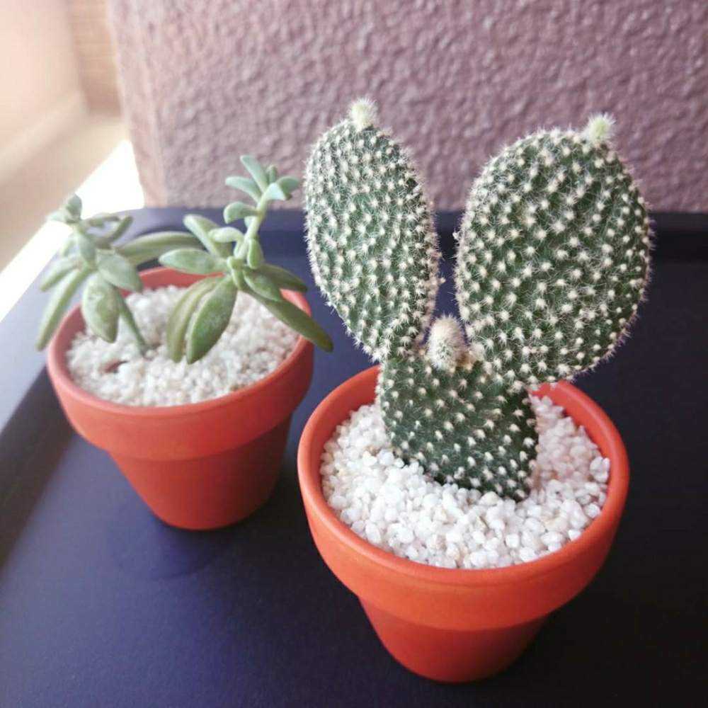 さぼ太郎アルバム｜🍀GreenSnap（グリーンスナップ）