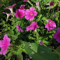 サフィニアの画像