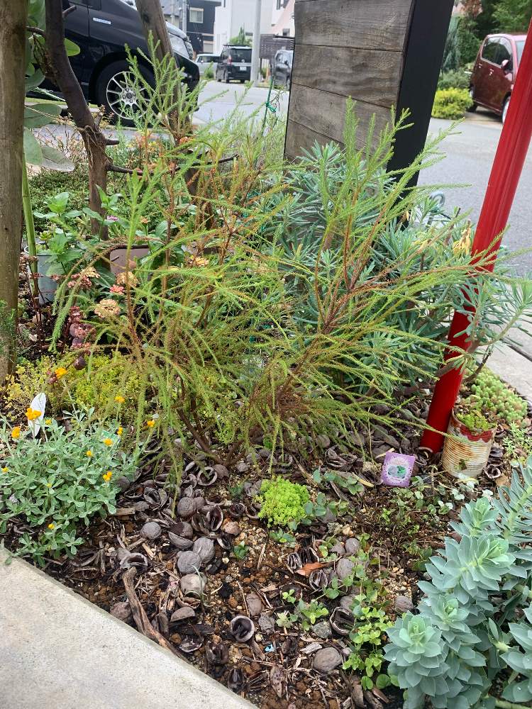 バーゼリアの投稿画像 By Nicoさん バーゼリア ピッコロとオーストラリア原産と楽しみ と癒し とおおきくなあれと地植えと癒しのひと時と小さな庭とピッコロ成長記録とオーストラリア原産と楽しみ と癒し とおおきくなあれと地植えと癒しのひと時とピッコロ成長