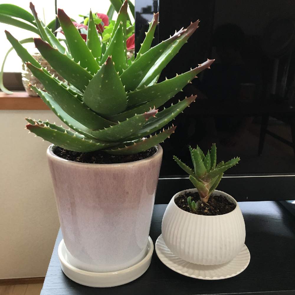 アロエの投稿画像 By Tsurukanaさん 不夜城 月7月12日 Greensnap グリーンスナップ