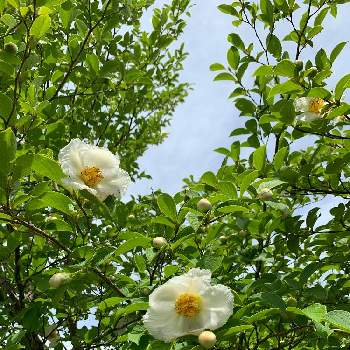 平家物語の投稿画像一覧 Greensnap グリーンスナップ