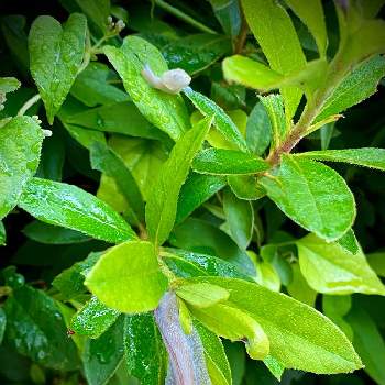 蝸牛の投稿画像一覧｜🍀GreenSnap（グリーンスナップ）