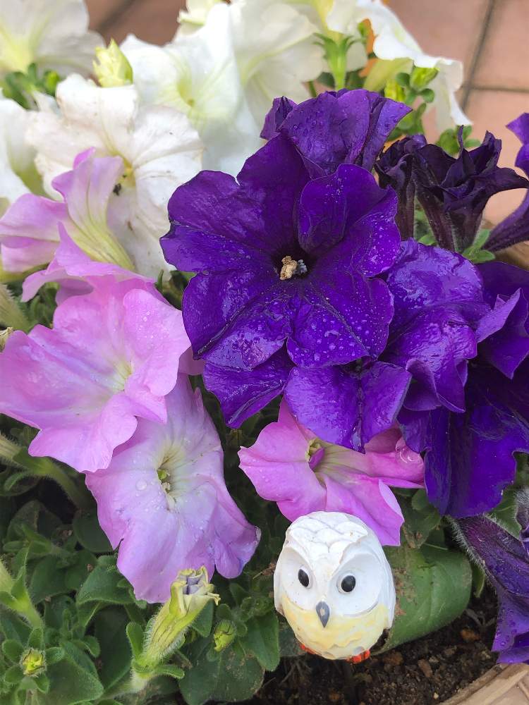 ペチュニアの投稿画像 By ピンクのサンダルさん キュンキュン乙女倶楽部とgs映えと元気 と祈りと未だ未だ自粛とおうち園芸と薄紫色と梅雨の中と今日のお花とニコニコ と花のある暮らしと 白い花と可愛いピンク色 月7月13日 Greensnap グリーンスナップ