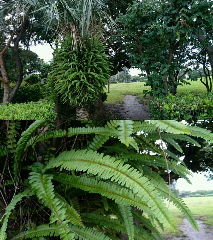 タマシダの投稿画像 By Katsuraさん シダ植物と着生植物とシダ愛好会とシダ植物と着生植物とシダ愛好会 月7月13日 Greensnap グリーンスナップ Greensnap グリーンスナップ