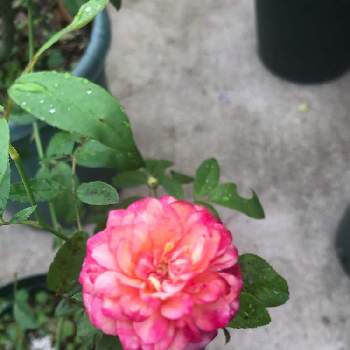 ポリアンサローズ レオニーラメッシュの画像 by roiさん | 小さな庭とポリアンサローズ レオニーラメッシュと薔薇愛同盟と可愛い〜♡とGSでバラ園と花のある暮らしと色がキレイとやっと見れたよ