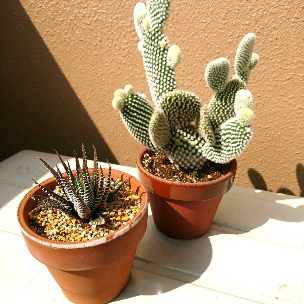 さぼ太郎アルバム｜🍀GreenSnap（グリーンスナップ）