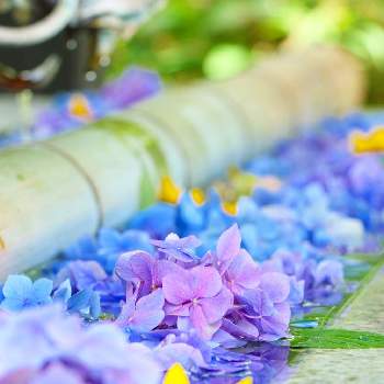 hanabiyoriの画像 by おはぎさん | お出かけ先と花のある空間と花手水とhanabiyoriと癒しとおさんぽと花のある生活と癒され風景と花のある暮らしとかわいいな♡とやっぱり花が好き♡とアジサイ　紫陽花と紫陽花 アジサイ あじさい