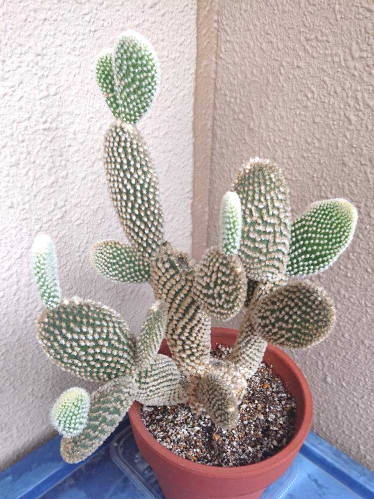 さぼ太郎アルバム｜🍀GreenSnap（グリーンスナップ）