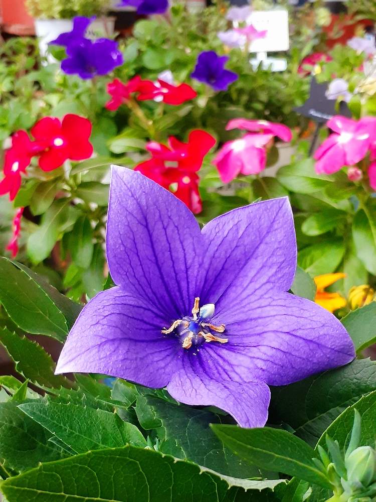 桔梗の投稿画像 By モモさん 花での癒しと可愛いなとお花大好きとガーデニングと花のある暮らしと我が家の花と紫のお花 月7月13日 Greensnap グリーンスナップ