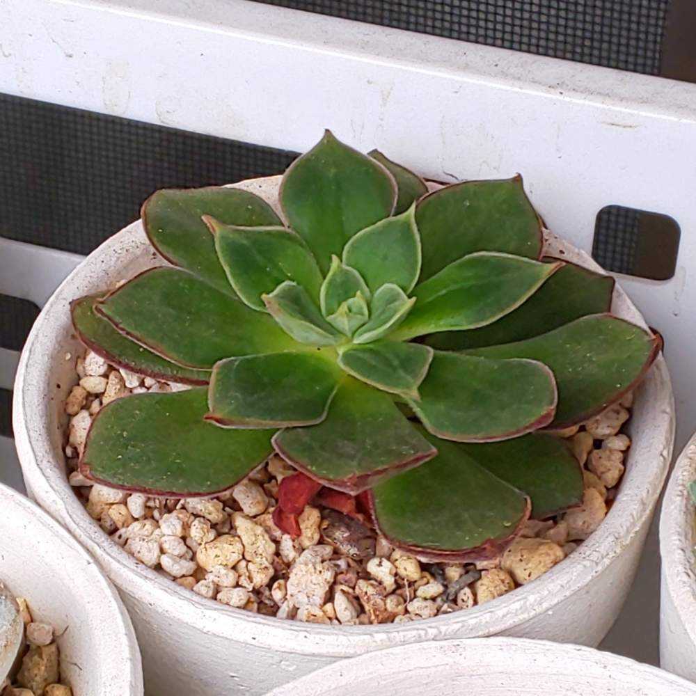 ❀335 ジョアンダニエルの生長記録 2022.05.20更新｜🍀GreenSnap