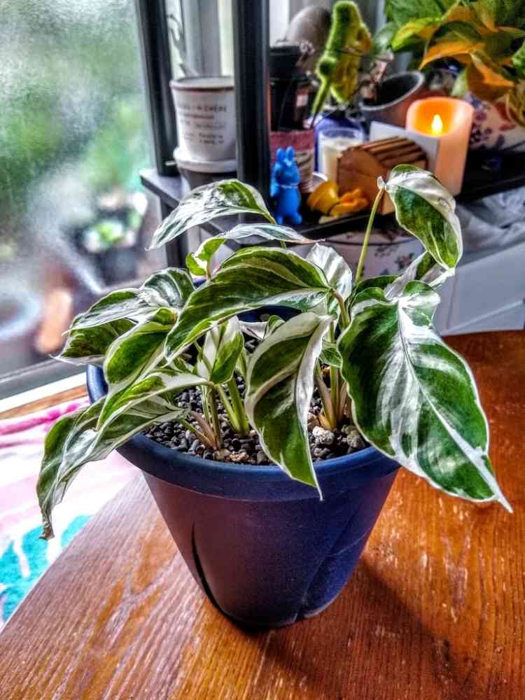 カラテアエンペラー（サンプル） カラテアエンペラー（サンプル） 【公式通販】