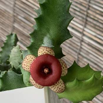 ガガイモ科 フェルニア フミリスの投稿画像一覧 Greensnap グリーンスナップ