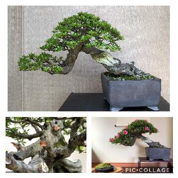 サツキ盆栽の投稿画像一覧 Greensnap グリーンスナップ