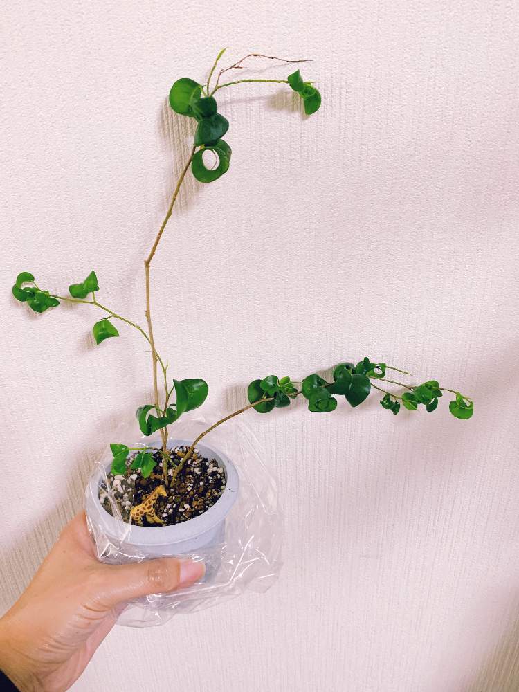 ベンジャミン バロックの投稿画像 By ヤスさん マイ コレクションと収穫物と小ぶりでかわいいと子株ちゃんと挿し木とおうち園芸と植中毒と小さな楽しみとこうなりました とフィッカスと植物貧乏 月7月13日 Greensnap グリーンスナップ