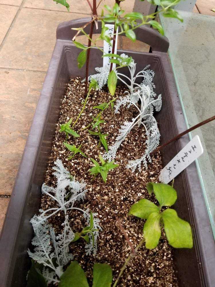 🌱挿し芽&挿し木🌱でふやそう🙋｜🍀GreenSnap（グリーンスナップ）